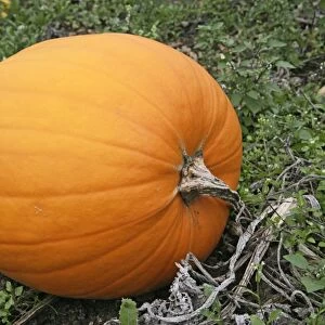 Pumpkin – ready for harvest UK