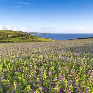 Purple Viper's Bugloss / Paterson's Curse - Boscregan - looking towards Sennen - Cornwall, UK