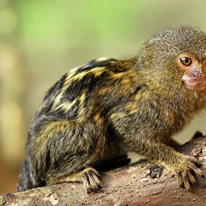 Pygmy Marmoset Amazon Forest, Leticia, Colombia