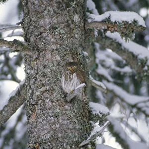 Pygmy Owl Swiss Alps