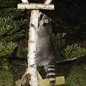 Raccoon - In garden at night, climbing bird feeding station in search of food. Lower Saxony, Germany