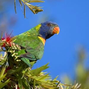 Rainbow Lorikeet - adult sitting on a blooming Bottle Brush Tree - Hervey Bay, Queensland, Australia