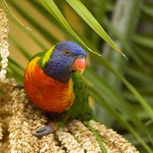 Rainbow Lorikeet - colourful adult sitting on a palm tree about to eat seeds - Hervey Bay, Queensland, Australia