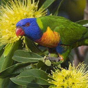 Rainbow Lorikeet feeding Common in eastern and southern parts of Australia. Introduced to Perth. Feeding on a flowering bush on the Cairns esplanade, Queensland, Australia