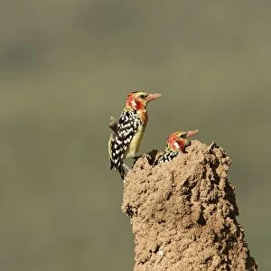 Red-and-Yellow Barbet - pair at nest built in termite mound. Kenya - Africa