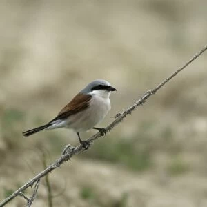 Red-backed Shrike Adult male Turkey May