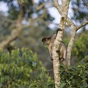Red Colobus Monkey - Kibale Forest - Uganda
