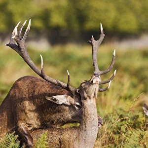 Red Deer - mating - Richmond Park UK 14969
