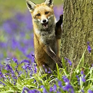 Red Fox - in Bluebells - controlled conditions 16045