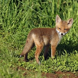 Red Fox - cub on meadow, Hessen, Germany