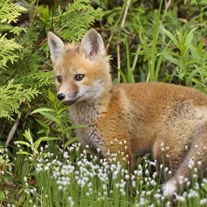 Red Fox - young pup - spring - northern Maine - USA
