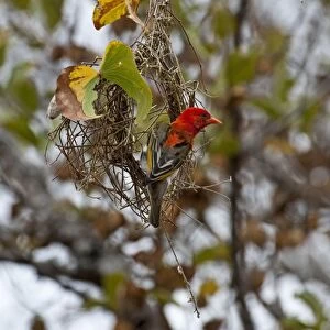 Red-headed Weaver - building nest - Kruger National Park - South Africa