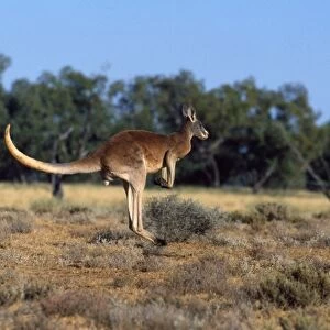 Red Kangaroo - adult male - Strut National Park - Western NSW - Australia