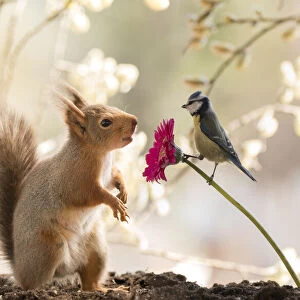 Red Squirrel with a blue tit and a daisy