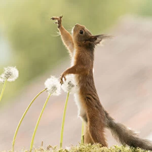 Red Squirrel reaching up with between dandelion bud seeds