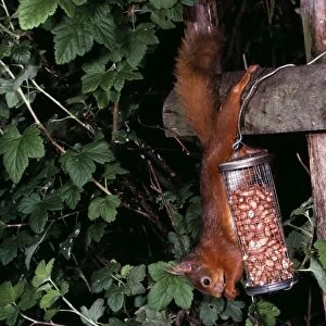 Red Squirrel RTS 1833 Feeding on nuts from wire feeder Sciurus vulgaris © Bobby Smith / ARDEA LONDON