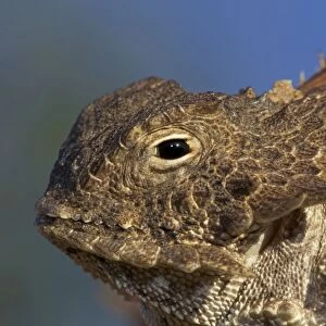 Regal Horned Lizard - Sonoran desert - Arizona
