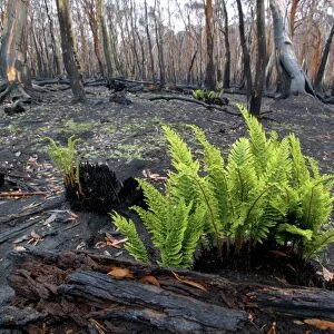 Regrow of ferns after bush fire JLR 35 Davies plain - Alpine National Park North East Victoria. Australia © Jean-Marc La-Roque / ardea. com