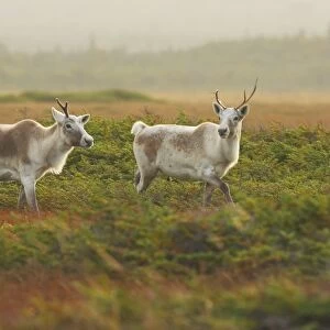 Reindeer / Caribou - female - Gros Morne National Park - Newfoundland - Canada