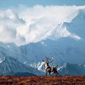 Reindeer / Caribou - with Mount McKinley in background Alaska