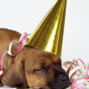 Rhodesian Ridgeback Dog - puppy asleep wearing party hat & streamer
