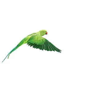 Ring-necked / Rose-ringed Parakeet In flight, wings down, side view