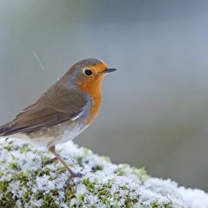 Robin - in snow - Winter - UK