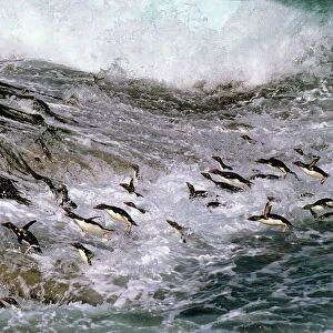 Rockhopper penguins - surfing in to shore, New Island, Falkland Islands, South Atlantic, Islands in the southern oceans JPF31285