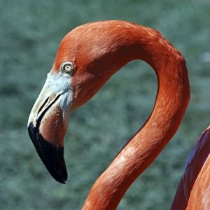 Rosy Flamingo- Caribbean, Mexico