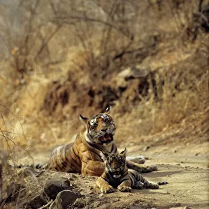 Royal Bengal / Indian Tiger - Tigress named Machli & young one Ranthambhor National Park, India