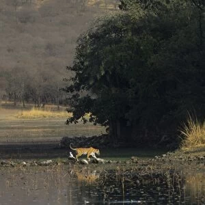 Royal Bengal / Indian Tiger - on way to Rajbagh Palace, this photo shows every kind of habitat in Ranthambhor the wetland, the grassland, the green jungle, the dried jungle, the fort + Tiger Ranthambhor National Park, India