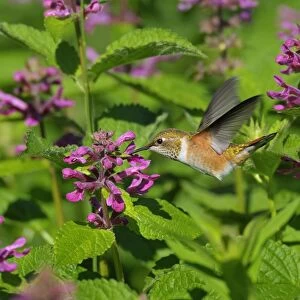 Rufous Hummingbird - in flight feeding on Cooley's Hedge Nettle flower - Pacific Northwest - August _D3D2281