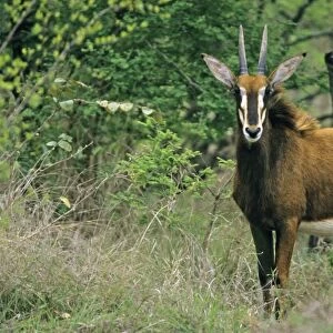 Sable Antelope - young buck, Kruger national park, S. Africa