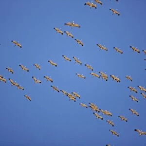 Sandhill Cranes - in flight - in Formation - overwintering in southern Arizona - USA