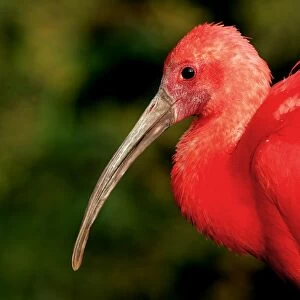 Scarlet Ibis - captive