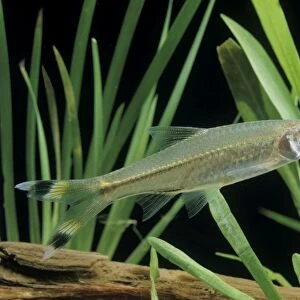 Scissortail Rasbora / Three-lined Rasbora Freshwater Aquarium Fish S. E. Asia