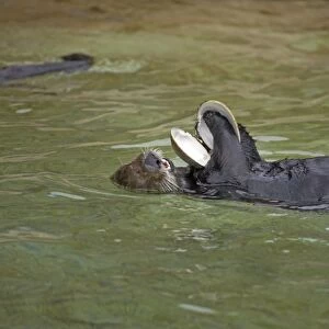 Sea Otter with clam shell Oregon, USA (Captive) MA000385