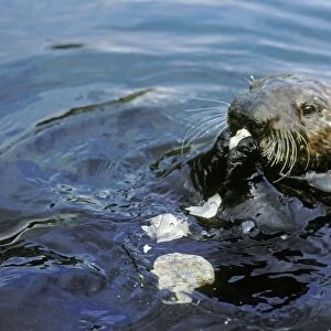 Sea Otter eating clam it has broken open on rock. California, USA Mo66