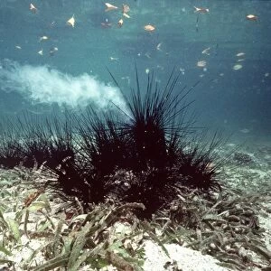 Sea Urchin - spawning in mangrove area, Australia AU-1395
