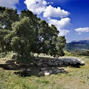 Sheep - sheltering in the shade of a tree Ronda Spain June