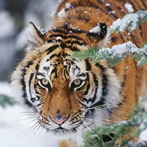 Siberian / Amur TIGER - close-up of face