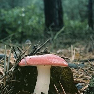 The Sickner Fungi ROG 4770 Under Pine Russula emetica © Bob Gibbons / ARDEA LONDON