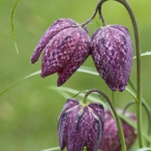 Snake's-head Fritillary - close up of flower heads with rain drops. Wiltshire, England