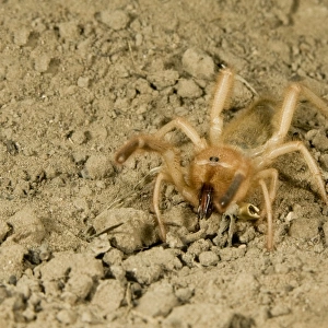 Solpugid = known commonly as Sun Spiders or Wind Scorpions. South Texas
