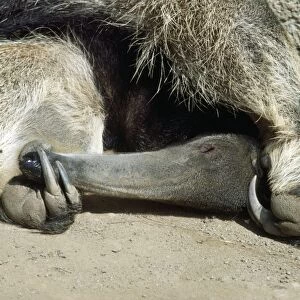 Southern Giant Anteater