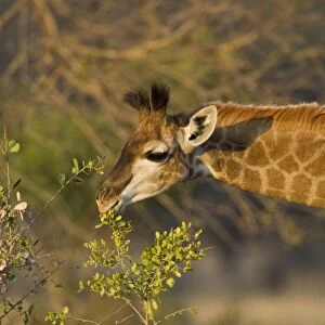Southern Giraffe - calf browsing - Mala Mala Reserve - South Africa