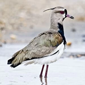 Southern Lapwing - standing in water - Nariva Swamp - Trinidad