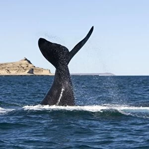 Southern Right Whale - Lobtailing: the whale slaps the surface of the water with its flukes. Valdes Peninsula, near Puerto Piramide (the "pyramid" that gives its name to the place is visible on the left of the whale)