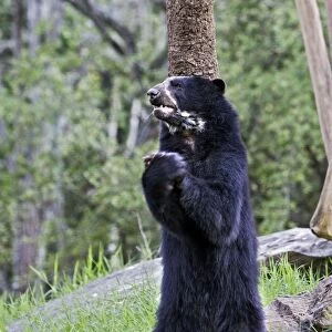Spectacled Bear - standing on hind legs. Venezuela