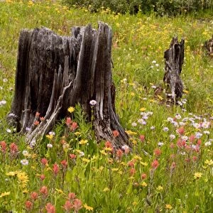 Spectacular early summer flowers, including arnica, aster, paintbrush etc, among old felled trees, on Shrine Pass near Vail, at about 11, 000 ft, The Rockies, Colorado, USA, North America